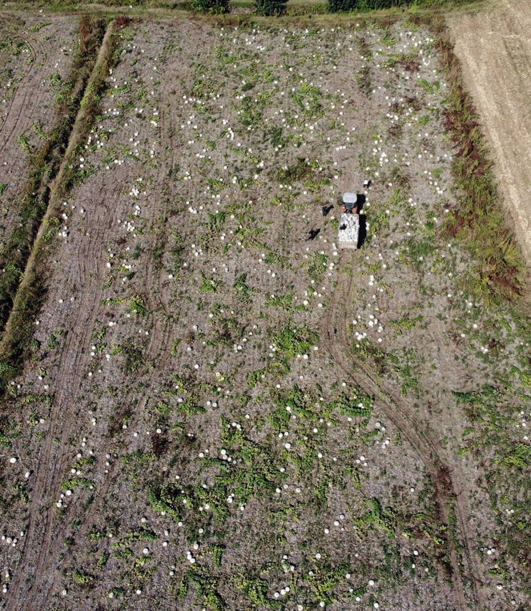 O ilimizde yetişiyor: Almanlar ve İtalyanlar kapış kapış alıyor! Çorba, lokum, marmelat, reçel yapılıyor 7